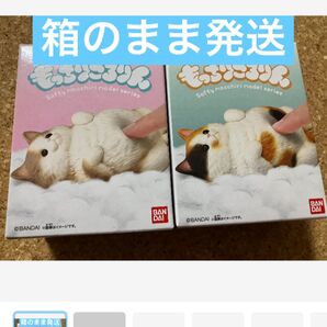 もっちりころりん ねこ フィギュア ヘソ天 三毛 ヘソ天 ハチワレグレー バンダイ