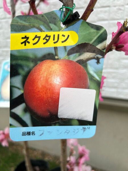 ネクタリン苗木 秀峰、ファンタジア 2本セット お得価格 3年生