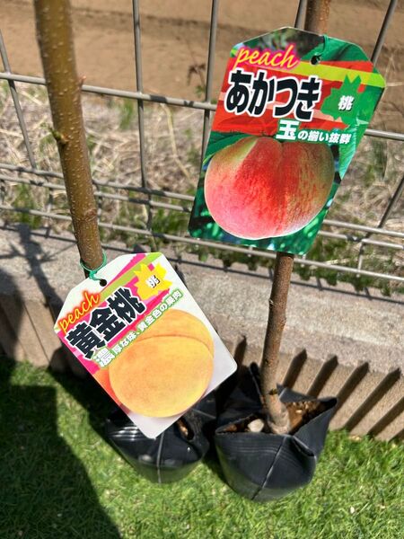 黄金桃 あかつき 人気の2種セット 2年生