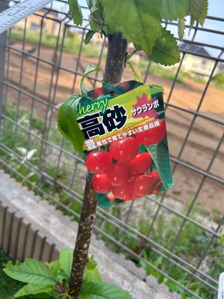 さくらんぼ 苗木 高砂