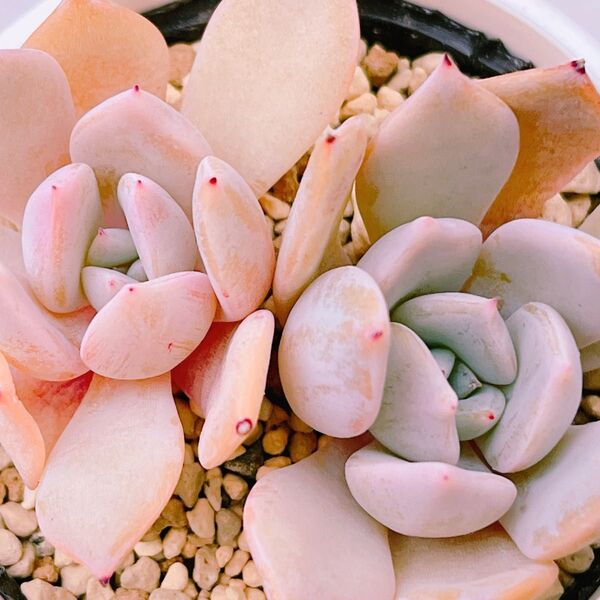 『メンチャカ×ラウイ』エケベリア 多肉植物