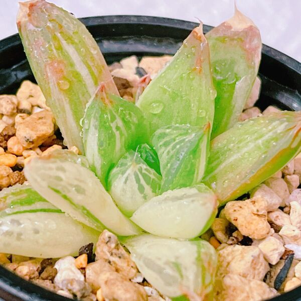 『宝草錦』2番 斑入り ハオルチア 多肉植物