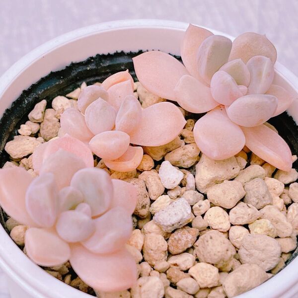 『サンチェスリナ』エケベリア 多肉植物400