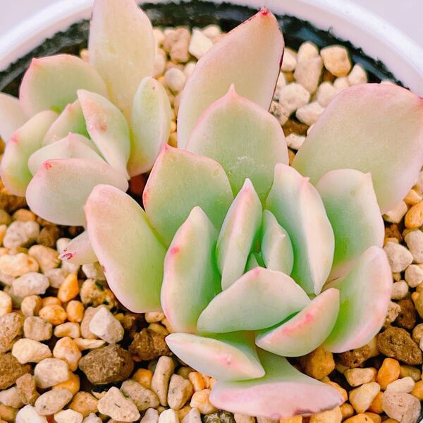 『ルエラ錦』3番 斑入り エケベリア 多肉植物
