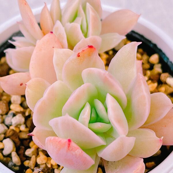 『ルエラ錦』7番 斑入り エケベリア 多肉植物