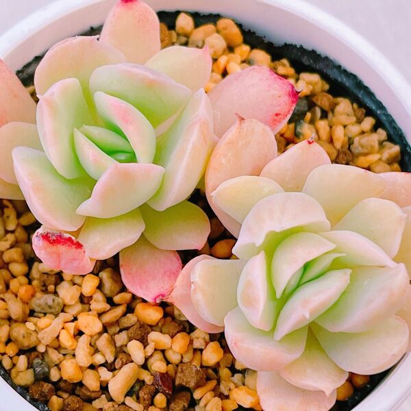 『ルエラ錦』9番 斑入り エケベリア 多肉植物