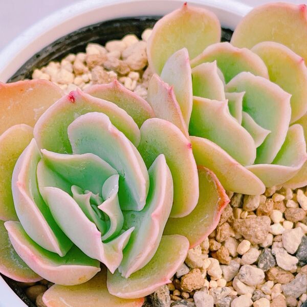 『夕波』2番 おらいさん エケベリア 多肉植物