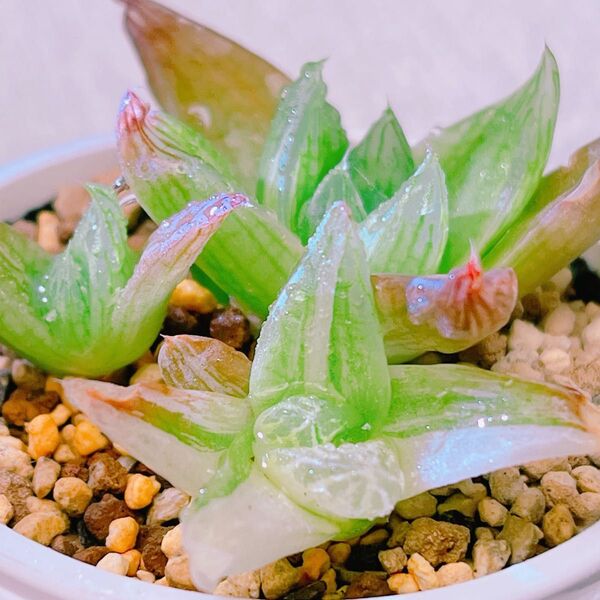 『プラニフォリア錦』3番 斑入り ハオルチア 多肉植物