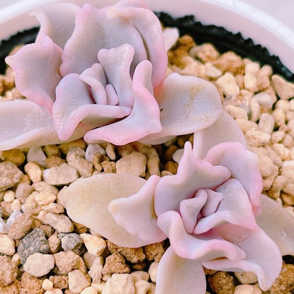 『クリスペートビューティ』8番 エケベリア 多肉植物