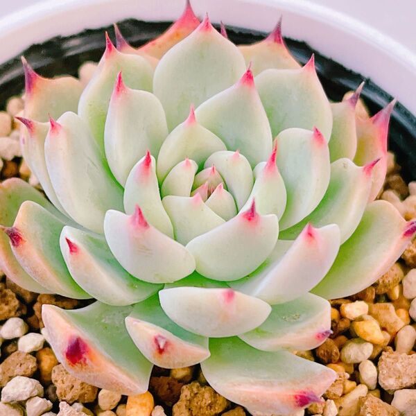 『チワワエンシス』17番 エケベリア 多肉植物