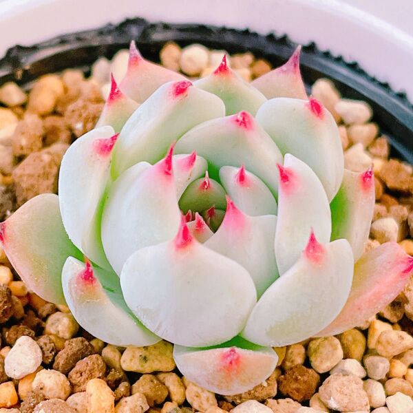 『チワワエンシス』19番 エケベリア 多肉植物