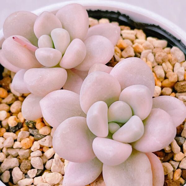 『だるま秀麗錦』6番 斑入り グラプト 多肉植物