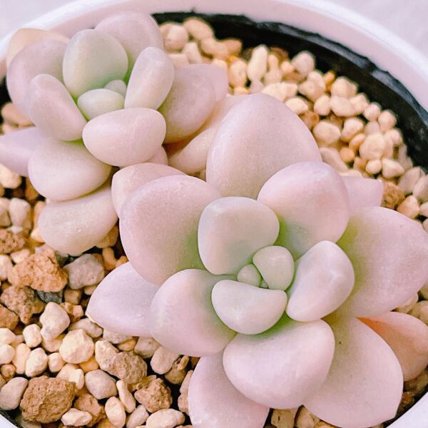 『だるま秀麗錦』9番 斑入り グラプト 多肉植物
