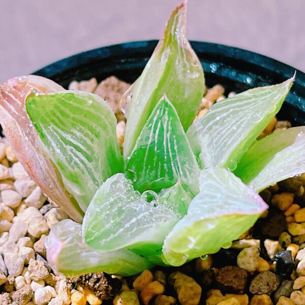 『ミルキーホワイト』1番 糊斑 ハオルチア 多肉植物