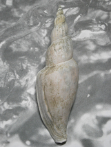 貝の標本 Fulgoraria allaryi bail.2005 217mm.BIG.china_画像1