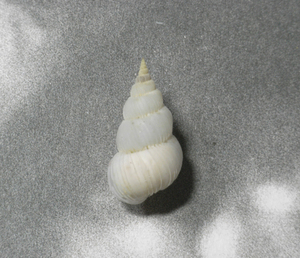 貝の標本 Epitonium irregulare 28.9mm.w/o