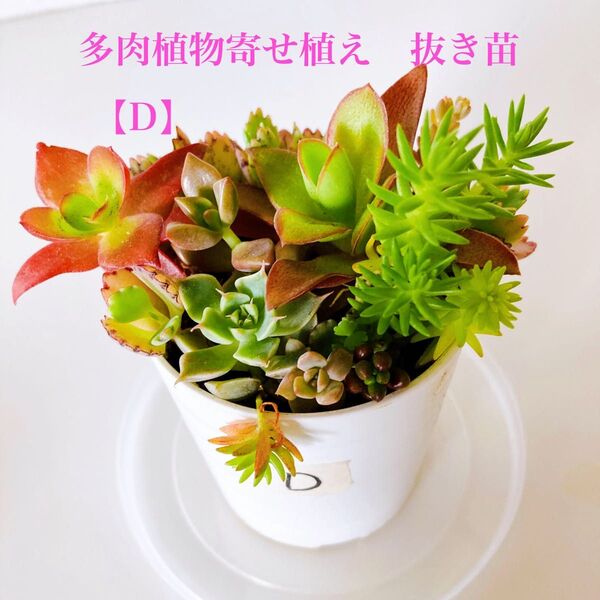 【D】 抜き苗で安心 多肉植物 寄せ植え用苗セット 抜き苗