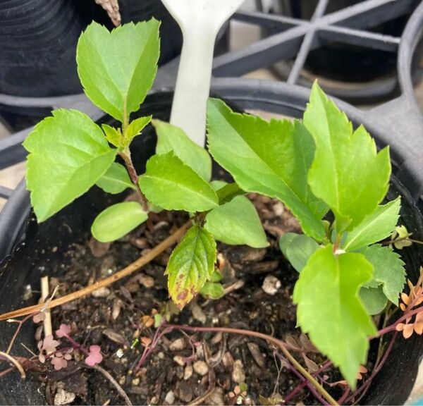 りんごの小苗 林檎 リンゴ 果樹苗