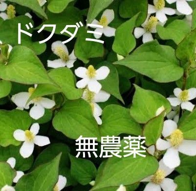 ドクダミ苗 無農薬