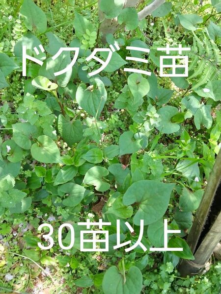 ドクダミ苗 30苗以上