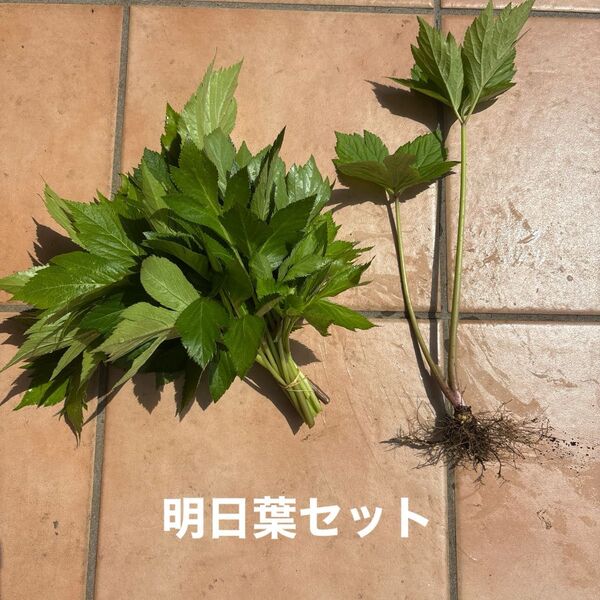 明日葉セット 2年苗1株明日葉1束 農薬不使用アシタバ