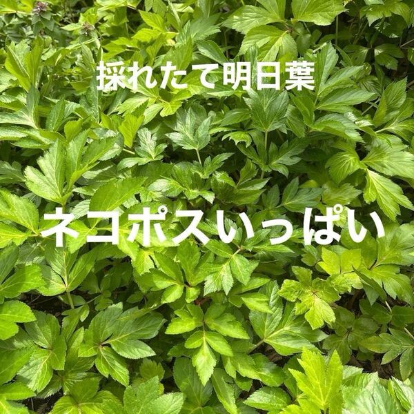明日葉 採れたて新鮮アシタバ うさぎさん・小動物にも