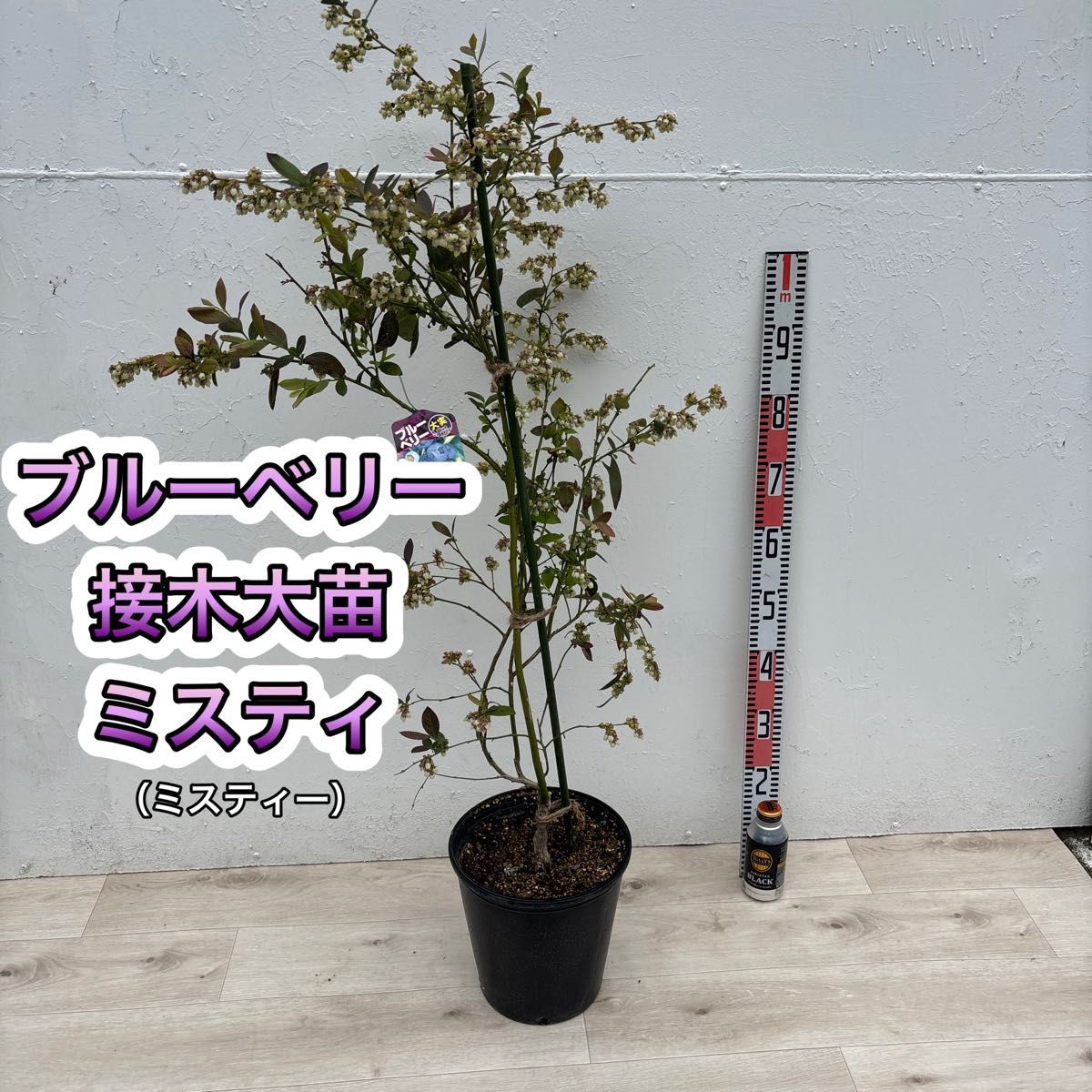 ご注文品 ブルーベリー苗 デライト&ピンクレモネード 準大苗 ご注文品 ブルーベリー苗 デライト&ピンクレモネード 準大苗