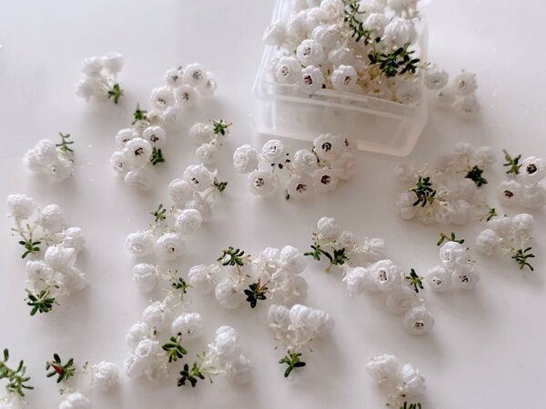 スズランエリカ 白 ドライフラワー 花材