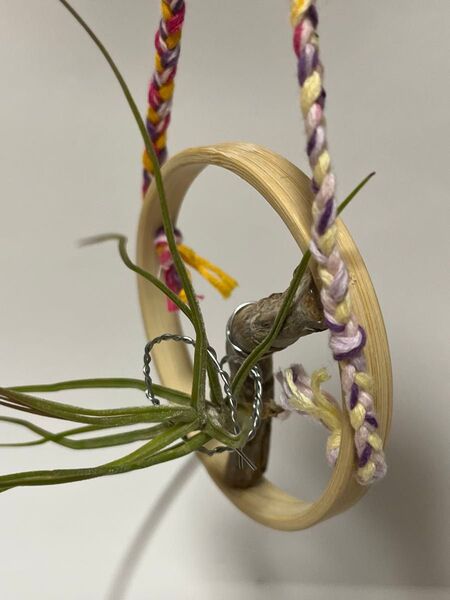 エアプランツと流木の壁掛けインテリア ハンドメイド