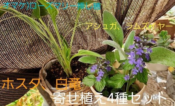 ラムズイヤー、アシュガ リュウノヒゲ(白竜)、ホスタ 4苗寄せ植えセット