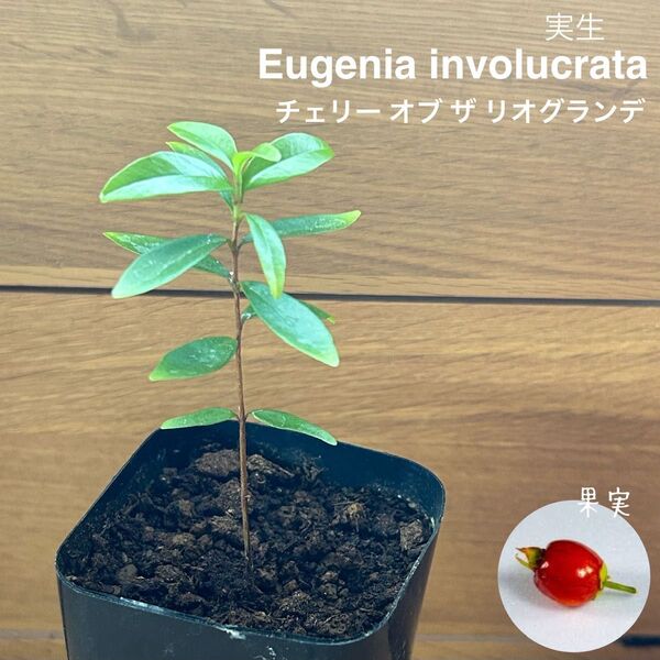 624〓Eugenia involucrata 実生 苗 チェリーオブリオグランデ 現品 鉢ごと 熱帯果樹