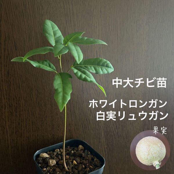 523〓希少ホワイトロンガン 白実 リュウガン 実生 生育良好苗 中大チビ苗 現品 熱帯果樹