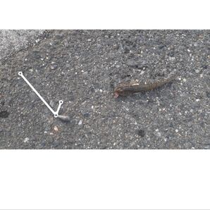 設計士が本気で考えた天秤 アタリが増幅する天秤 6本セット