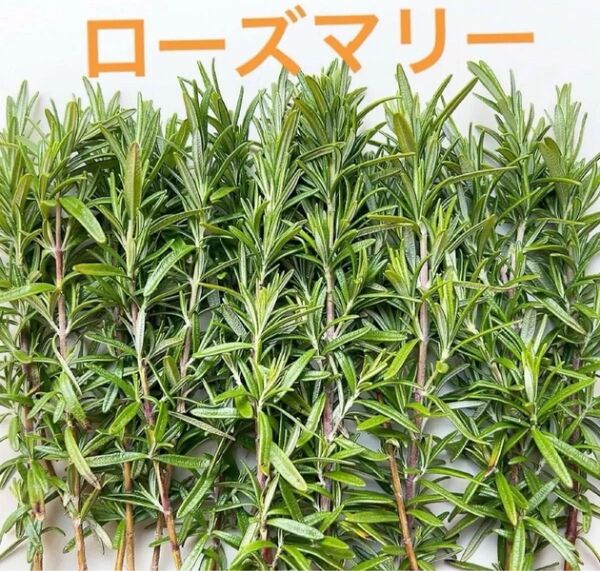 ローズマリー枝 お試し10本 挿し木 香りハーブ 挿し芽 クラフト ハーブ料理 ハーブティー 無農薬栽培