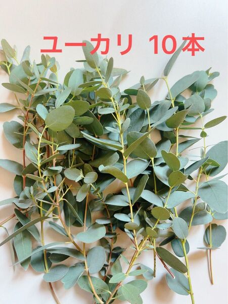 ユーカリ 生花 切り花 約10本 お試し少量サイズ 香り良いユーカリを届け!