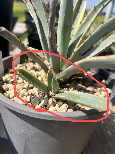 アガベ マクロアカンサ 錦 子株 ′ブルーリボン′ Agave