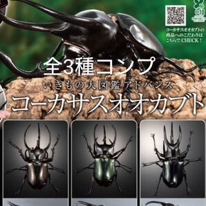いきもの大図鑑アドバンス コーカサスオオカブト デイスプレイスタンドセット 全3種コンプリートセット