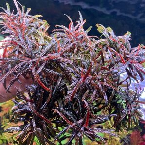 Bucephalandra sp. "Nanga Pinoh" 1株 ブセファランドラ sp. ナンガピノー水草 珍草