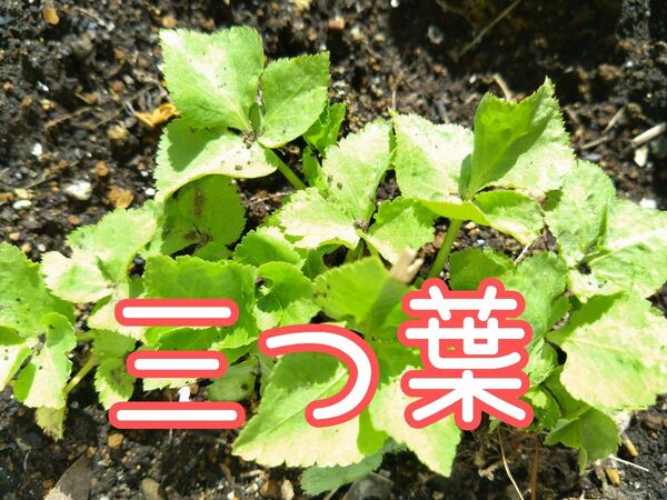 三つ葉 抜き苗 5本 家庭菜園