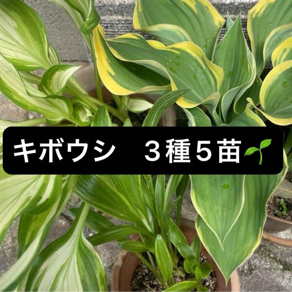 キボウシ 抜き苗 3種5株 多肉のおまけ付き