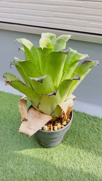 ホヘンベルギア マグニスピナ