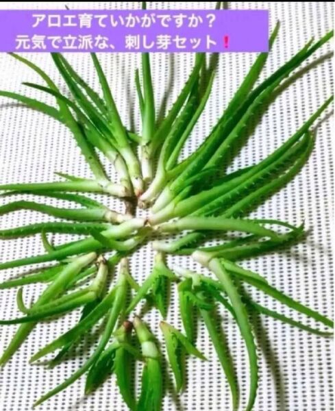【無農薬!】アロエ挿し芽12本セット!おまけつき★★★元気なアロエです☆☆☆ 中サイズ&小 サイズ混合