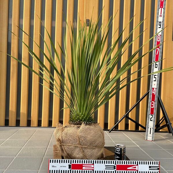ユッカ ロストラータ (樹高: 70cm)Apr62
