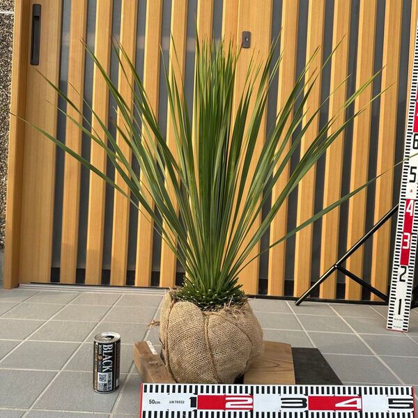 ユッカ ロストラータ (樹高: 70cm)Apr64