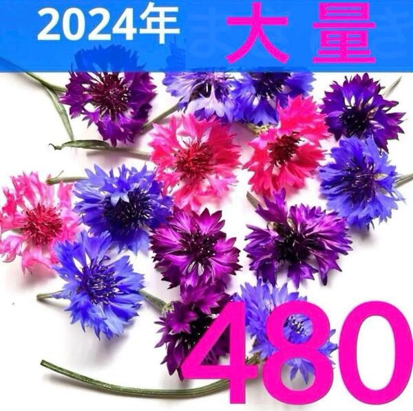 矢車菊☆ヤグルマギク 種 矢車草☆ヤグルマソウ 種 480粒 2024年産 ⑤