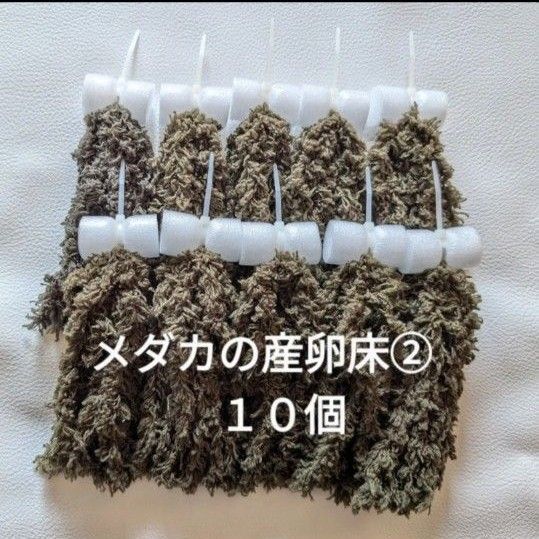 メダカの産卵床 10個 ②