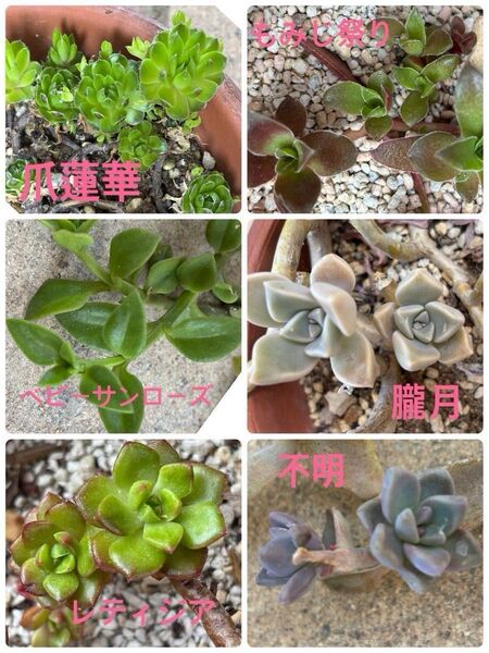 爪蓮華 紅葉祭り ベビーサンローズ 朧月 レティジア 他 カット苗 多肉植物