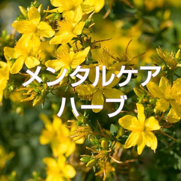 ハーブの種 セントジョーンズワート60粒 多年草