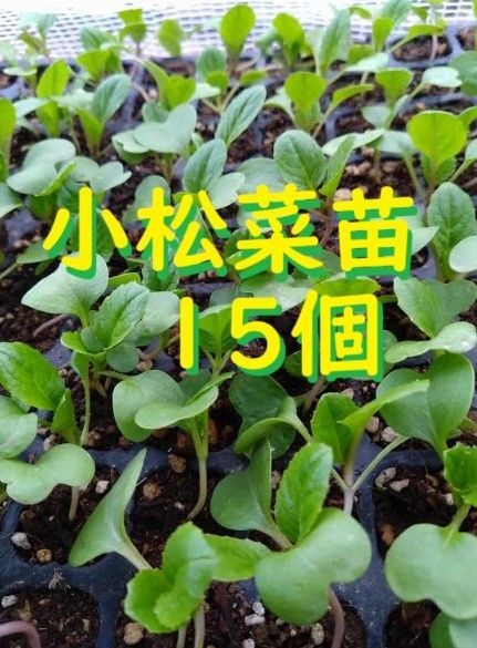 小松菜苗 15個+1個 無農薬