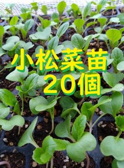 小松菜苗 20個+保証1個 無農薬